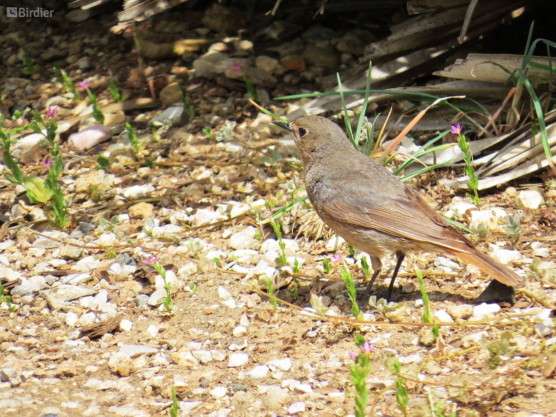 Phoenicurus ochruros