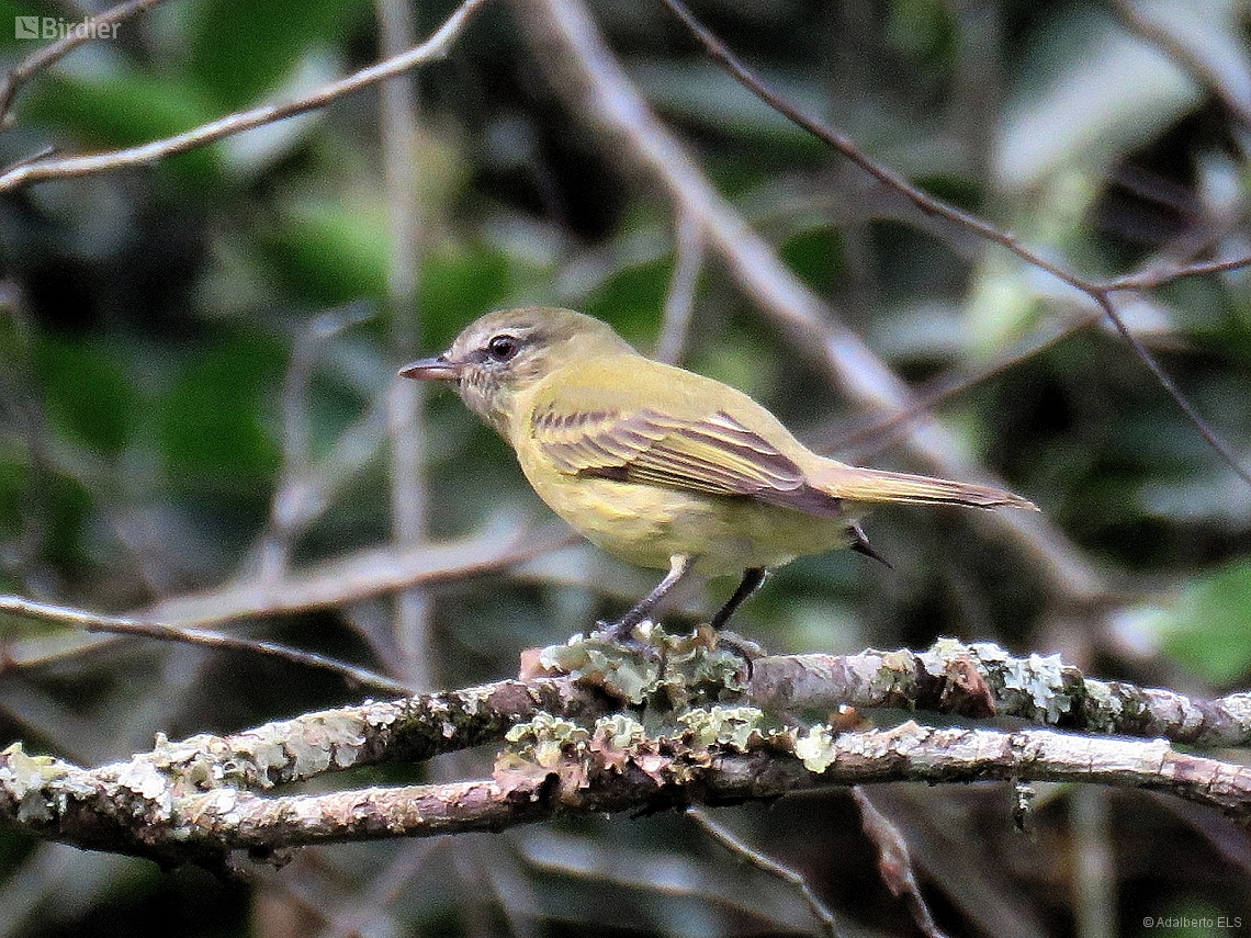 Acrochordopus burmeisteri