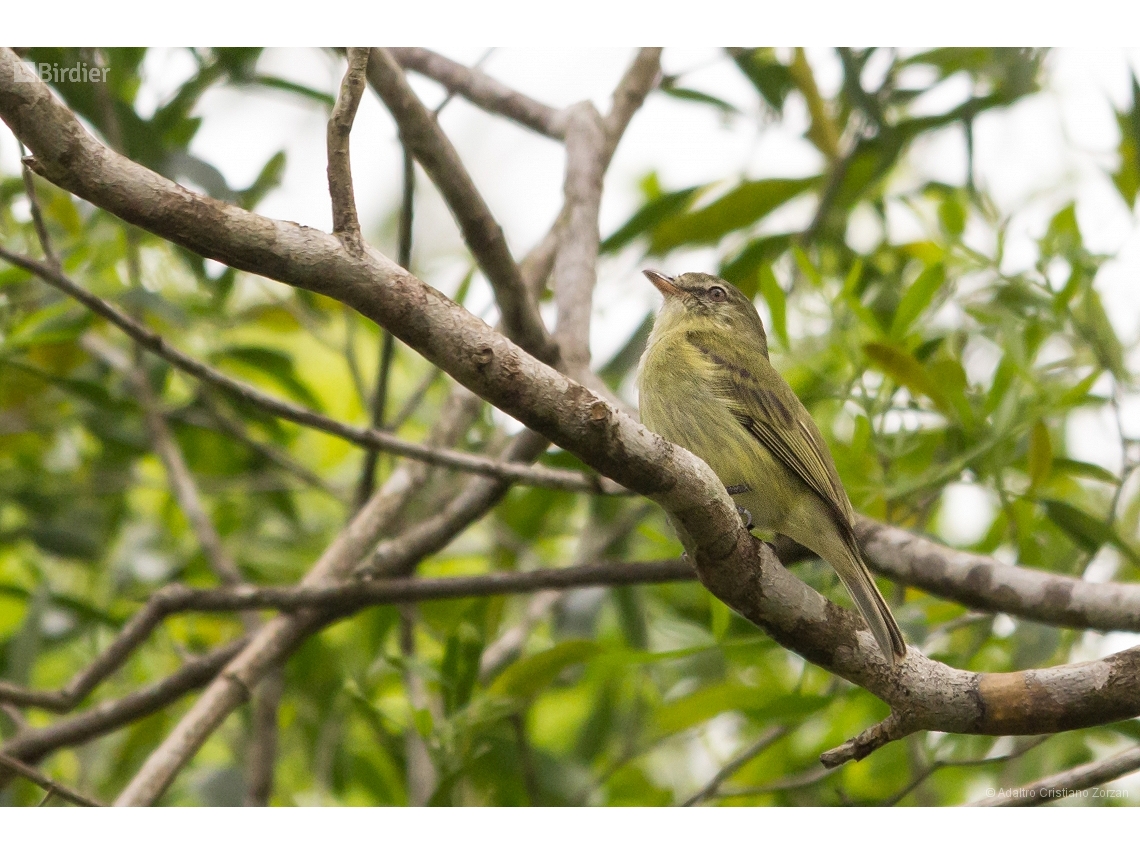Acrochordopus burmeisteri