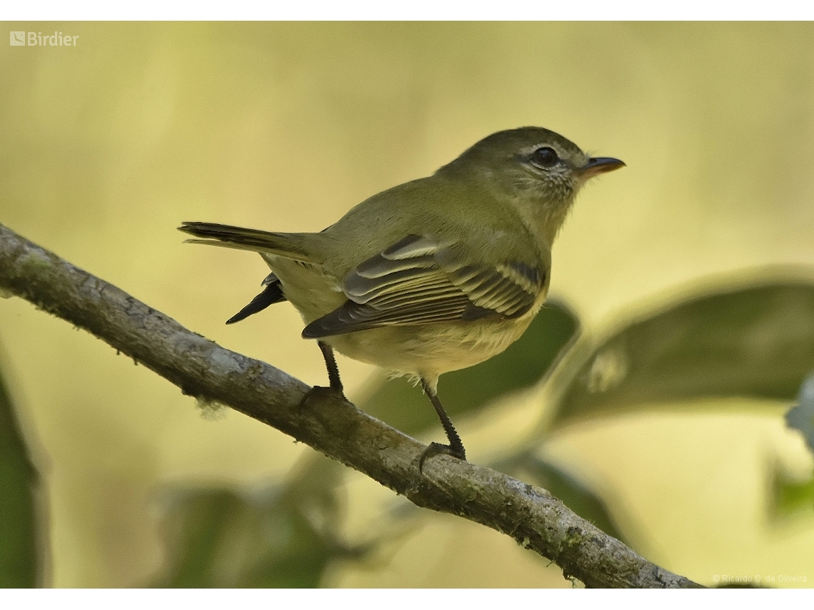 Acrochordopus burmeisteri