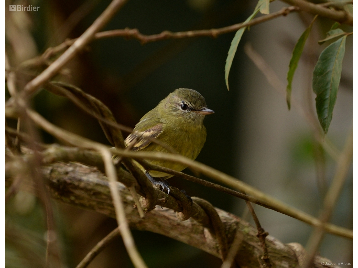 Acrochordopus burmeisteri