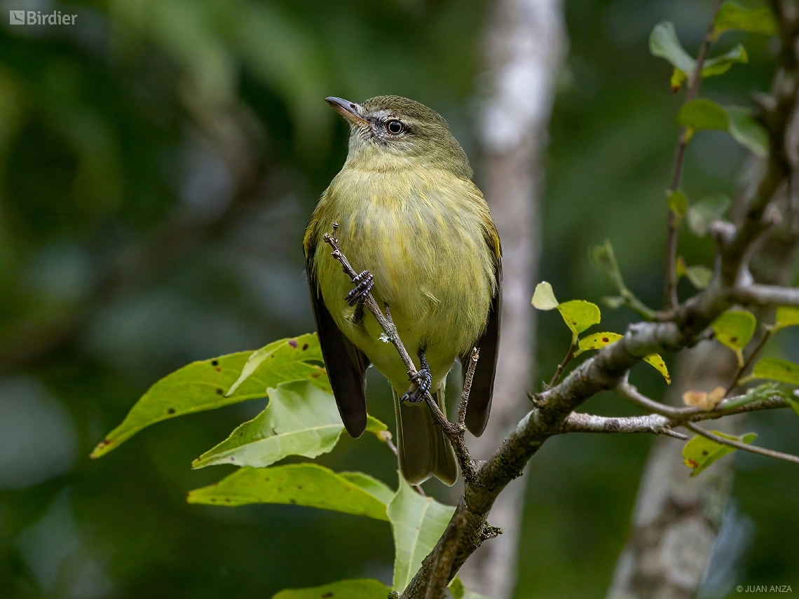 Acrochordopus burmeisteri