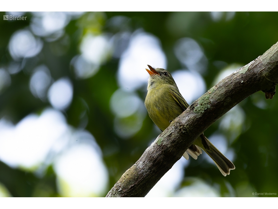 Acrochordopus burmeisteri