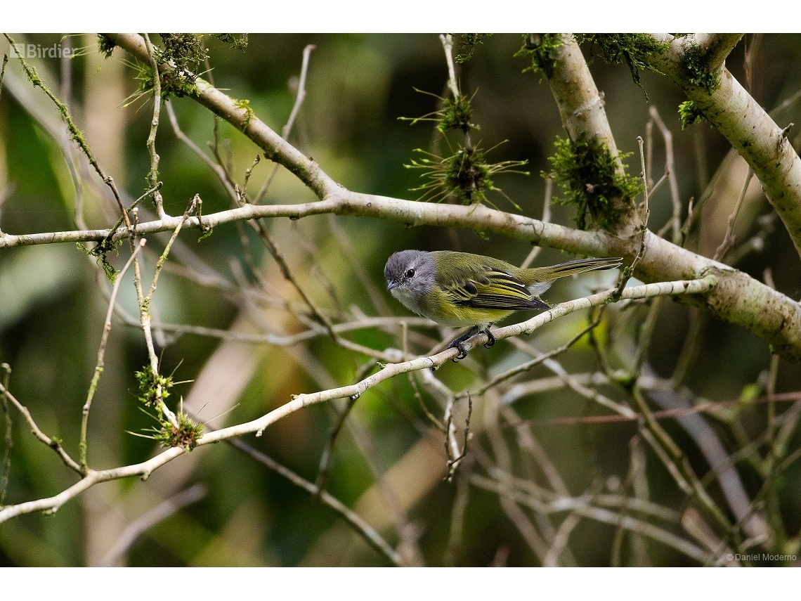 Phyllomyias griseocapilla
