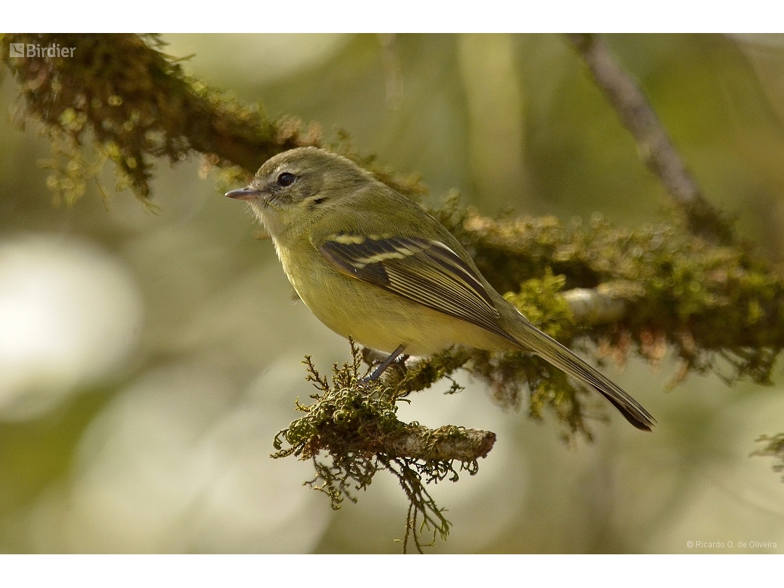 Phyllomyias virescens