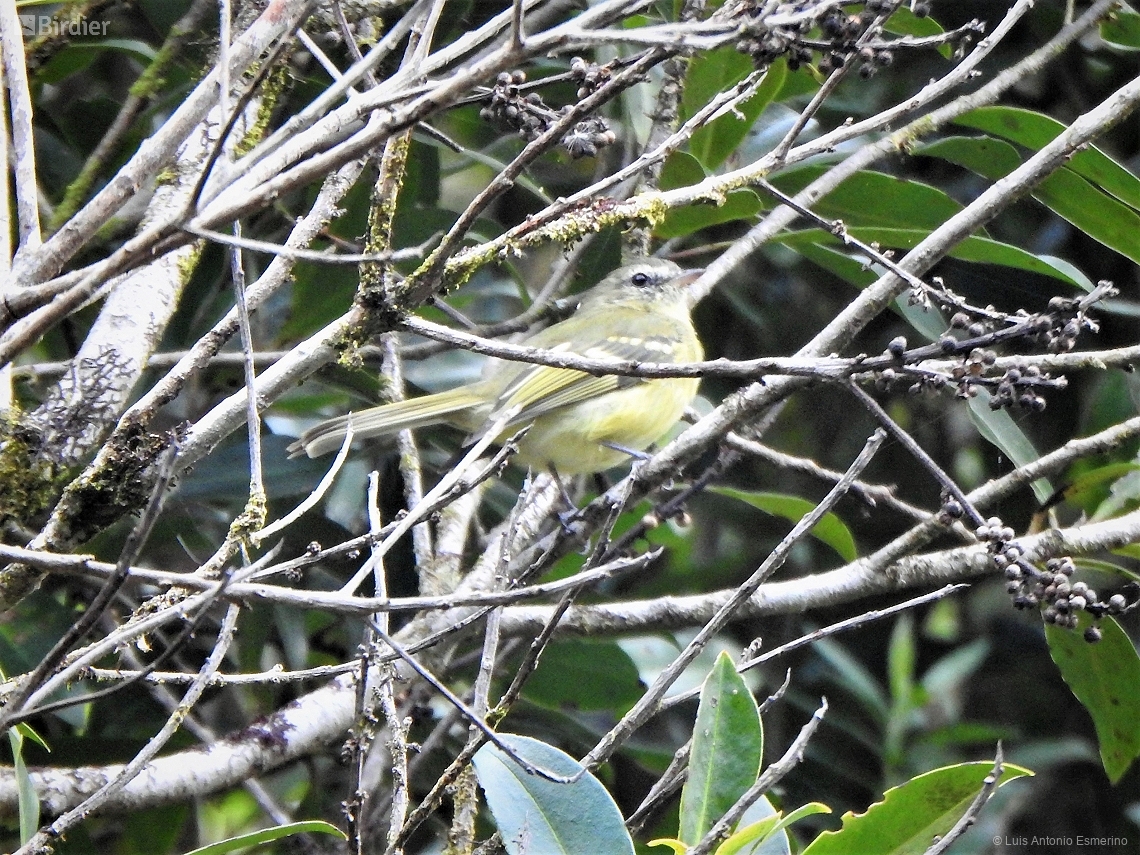 Phyllomyias virescens