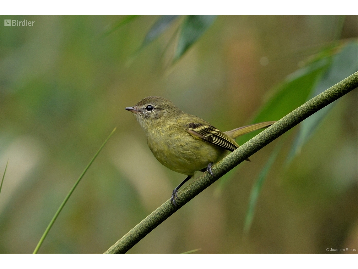 Phyllomyias virescens