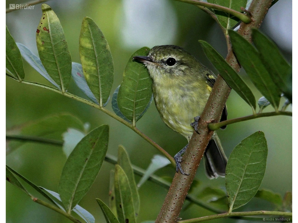 Phylloscartes kronei