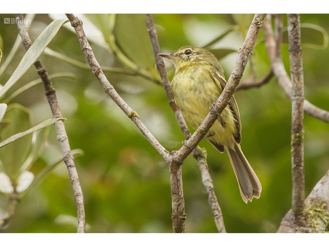 Phylloscartes kronei