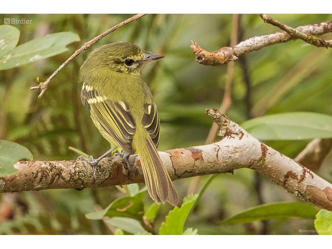 Phylloscartes kronei