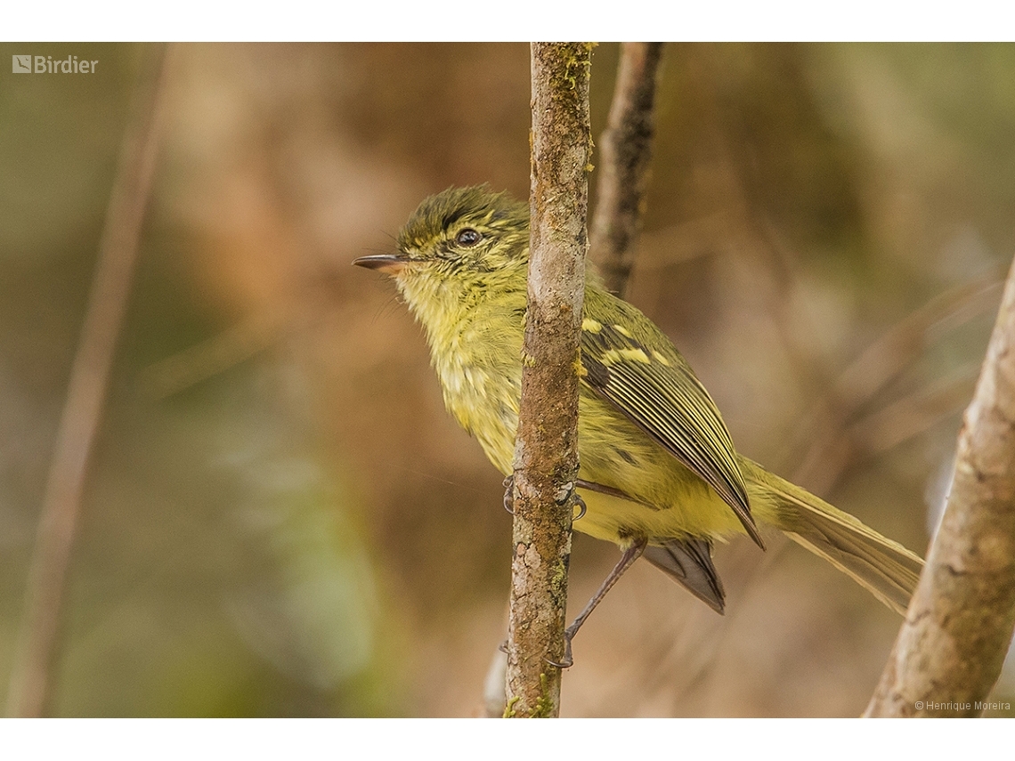 Phylloscartes kronei