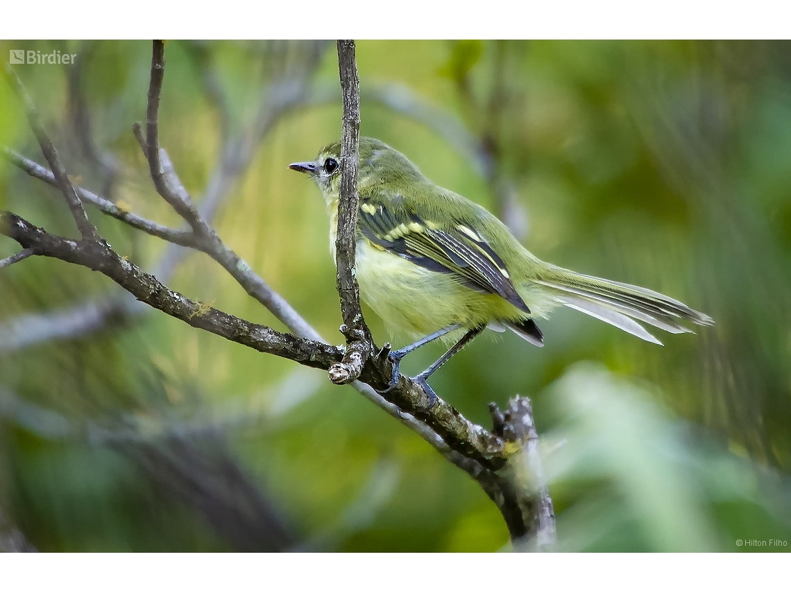 Phylloscartes kronei