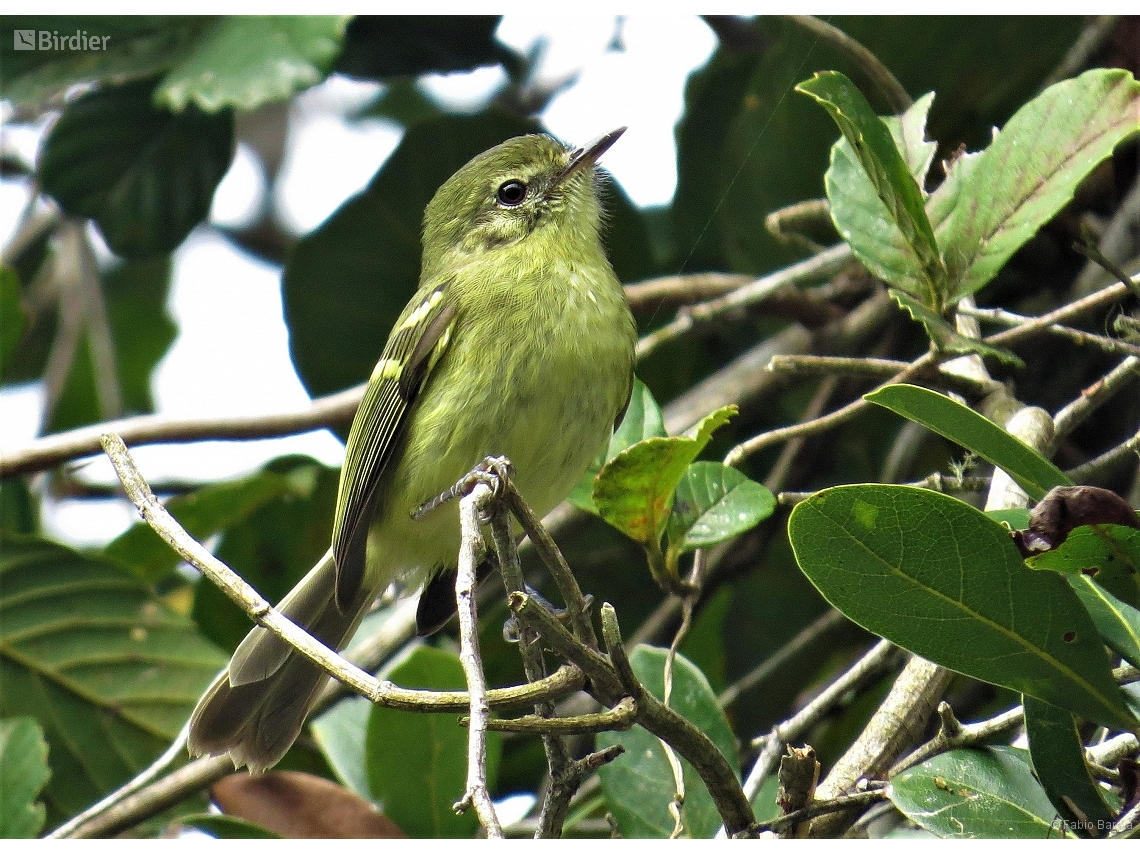 Phylloscartes kronei