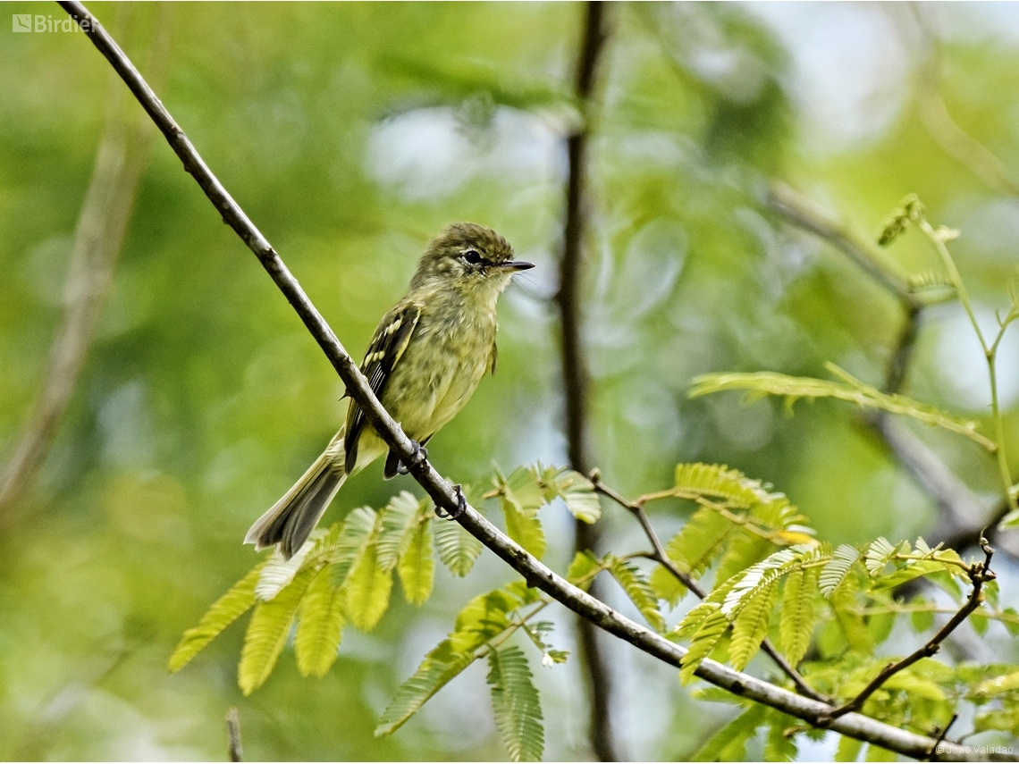 Phylloscartes kronei