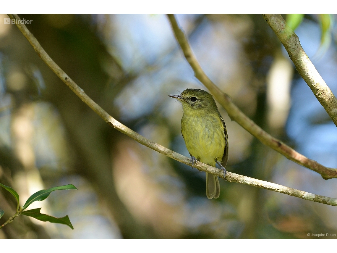 Phylloscartes kronei