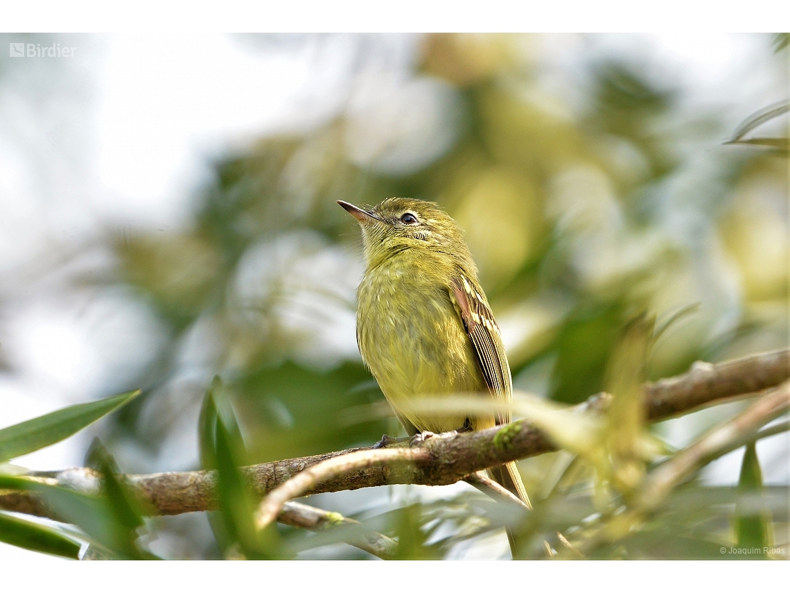 Phylloscartes kronei