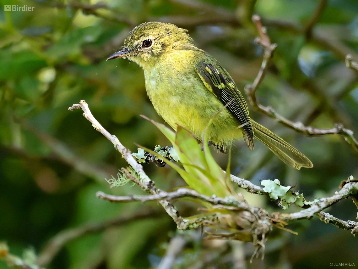 Phylloscartes kronei