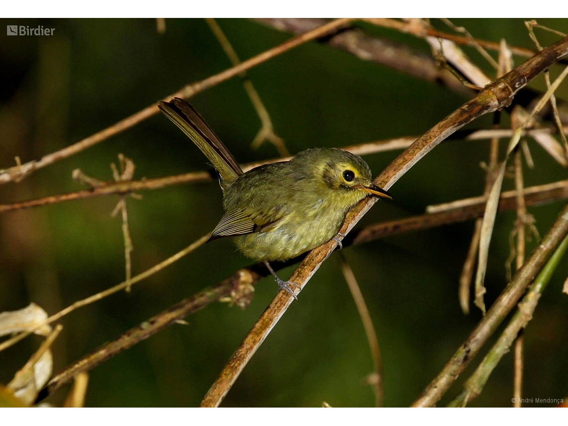 Phylloscartes oustaleti