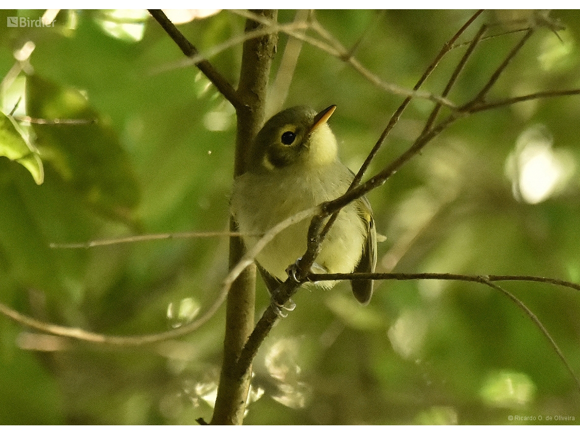 Phylloscartes oustaleti