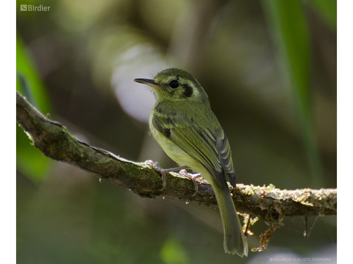 Pogonotriccus paulista