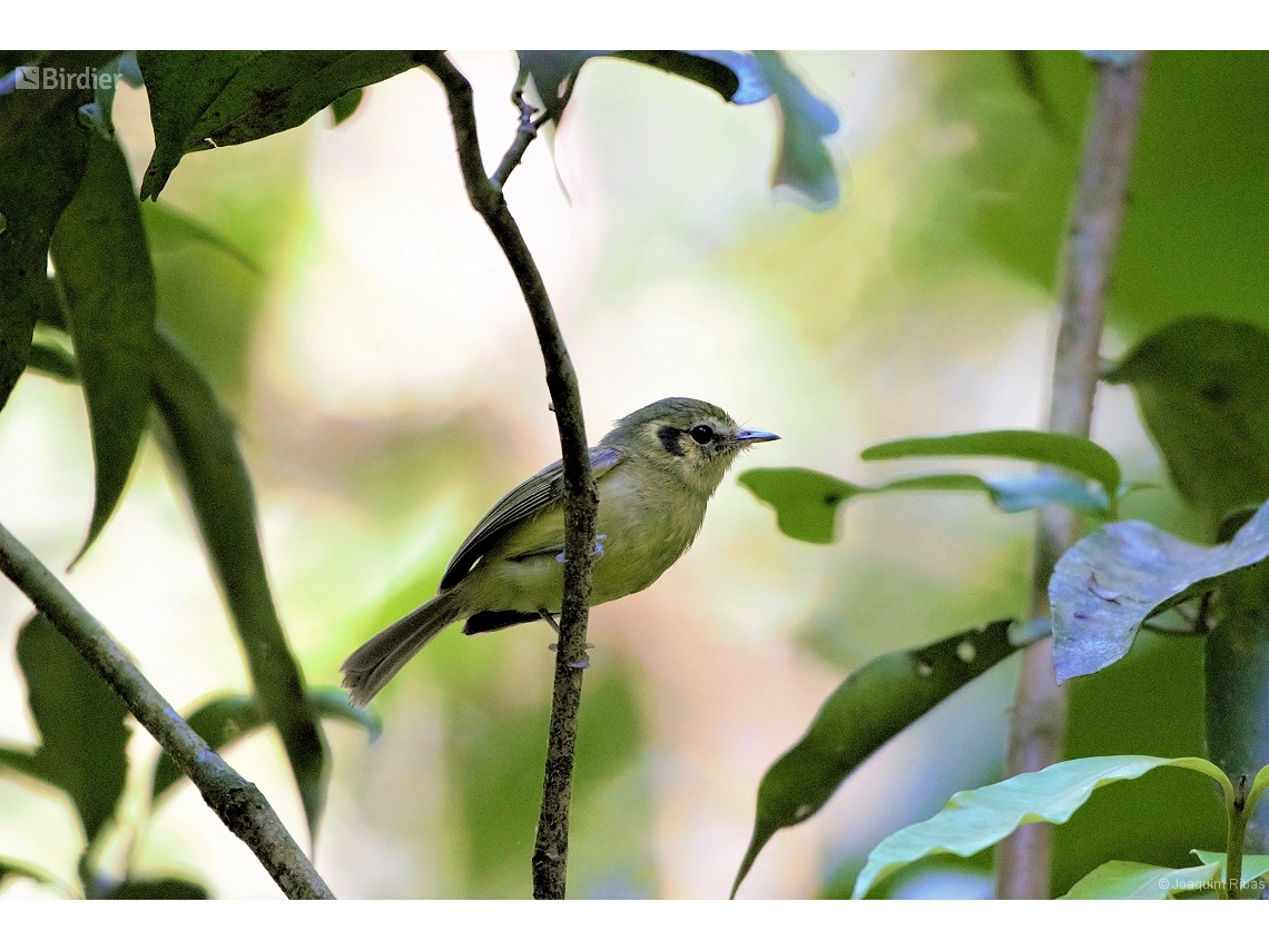 Pogonotriccus paulista