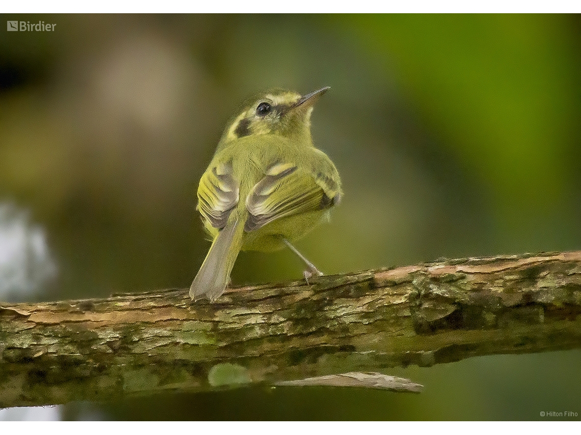 Pogonotriccus paulista