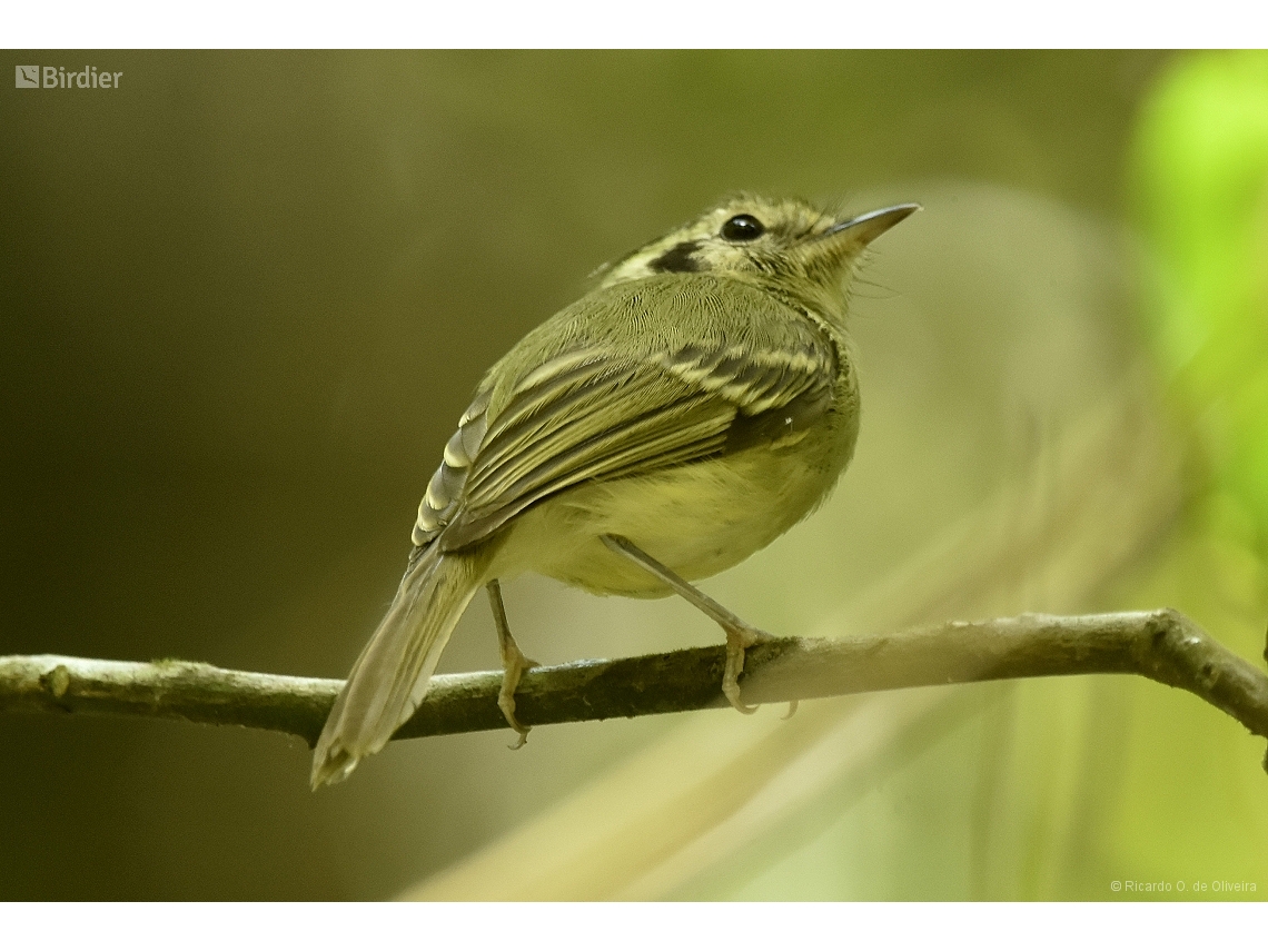 Pogonotriccus paulista