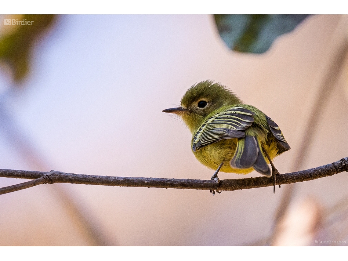 Phylloscartes roquettei