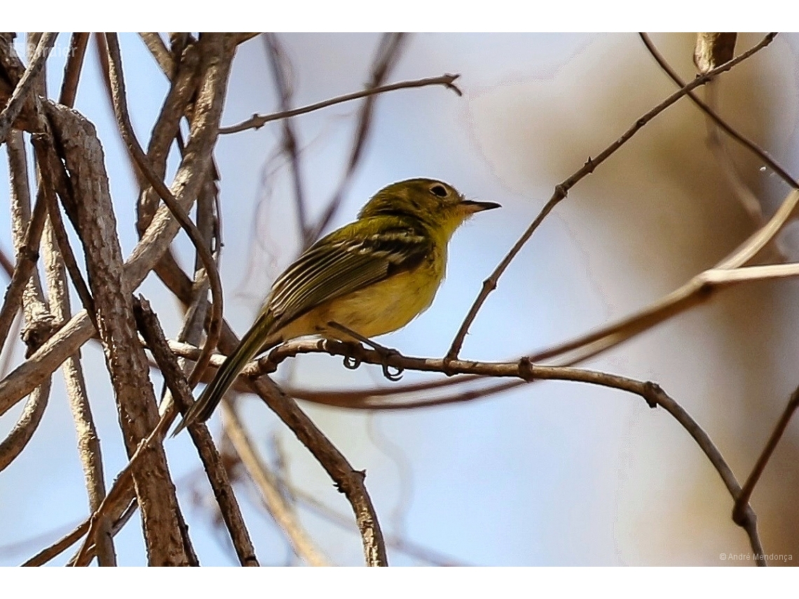 Phylloscartes roquettei