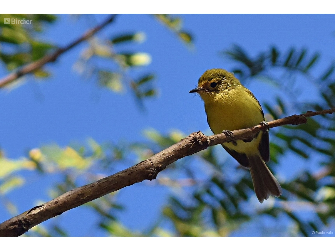 Phylloscartes roquettei