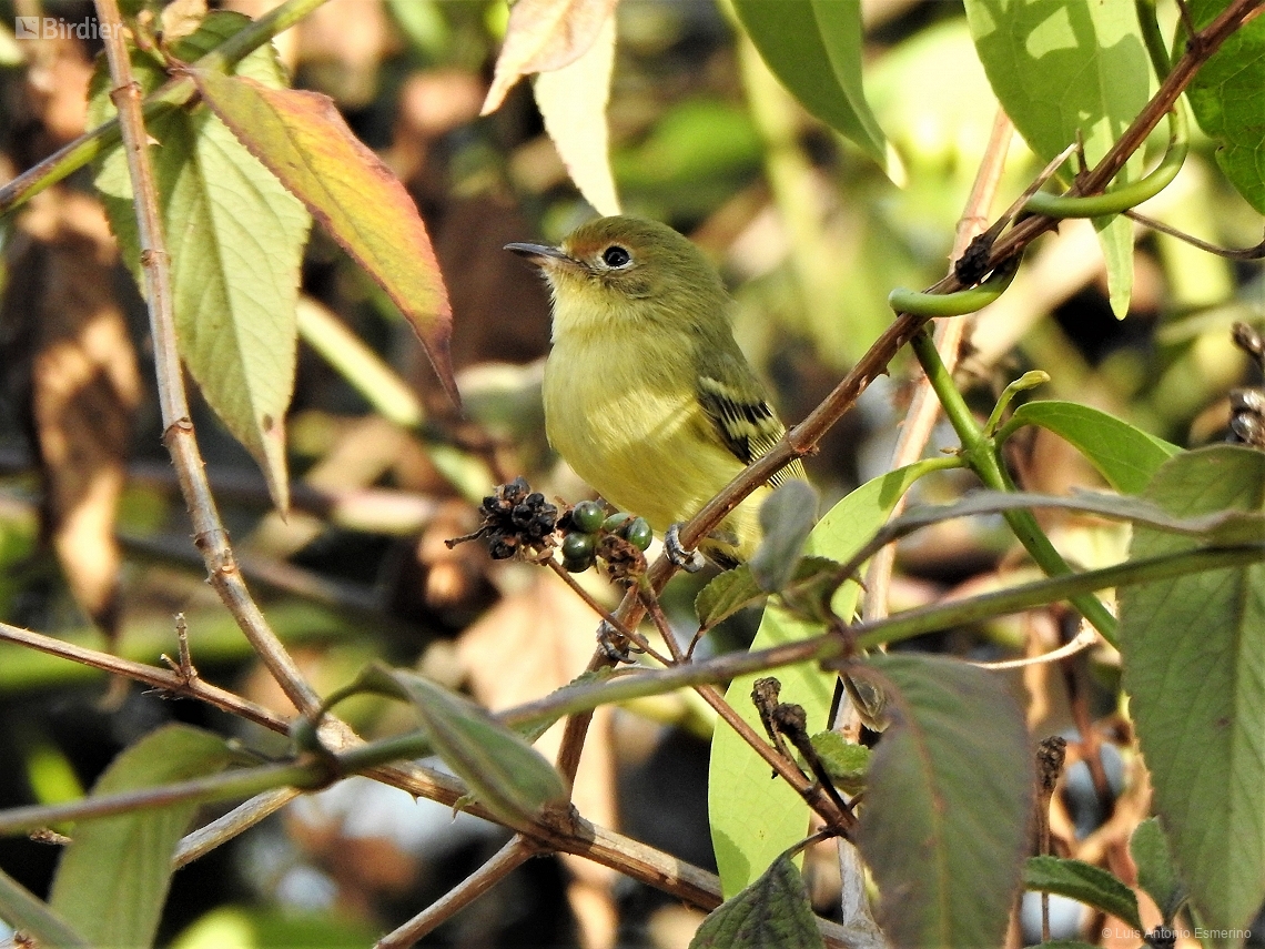 Phylloscartes roquettei