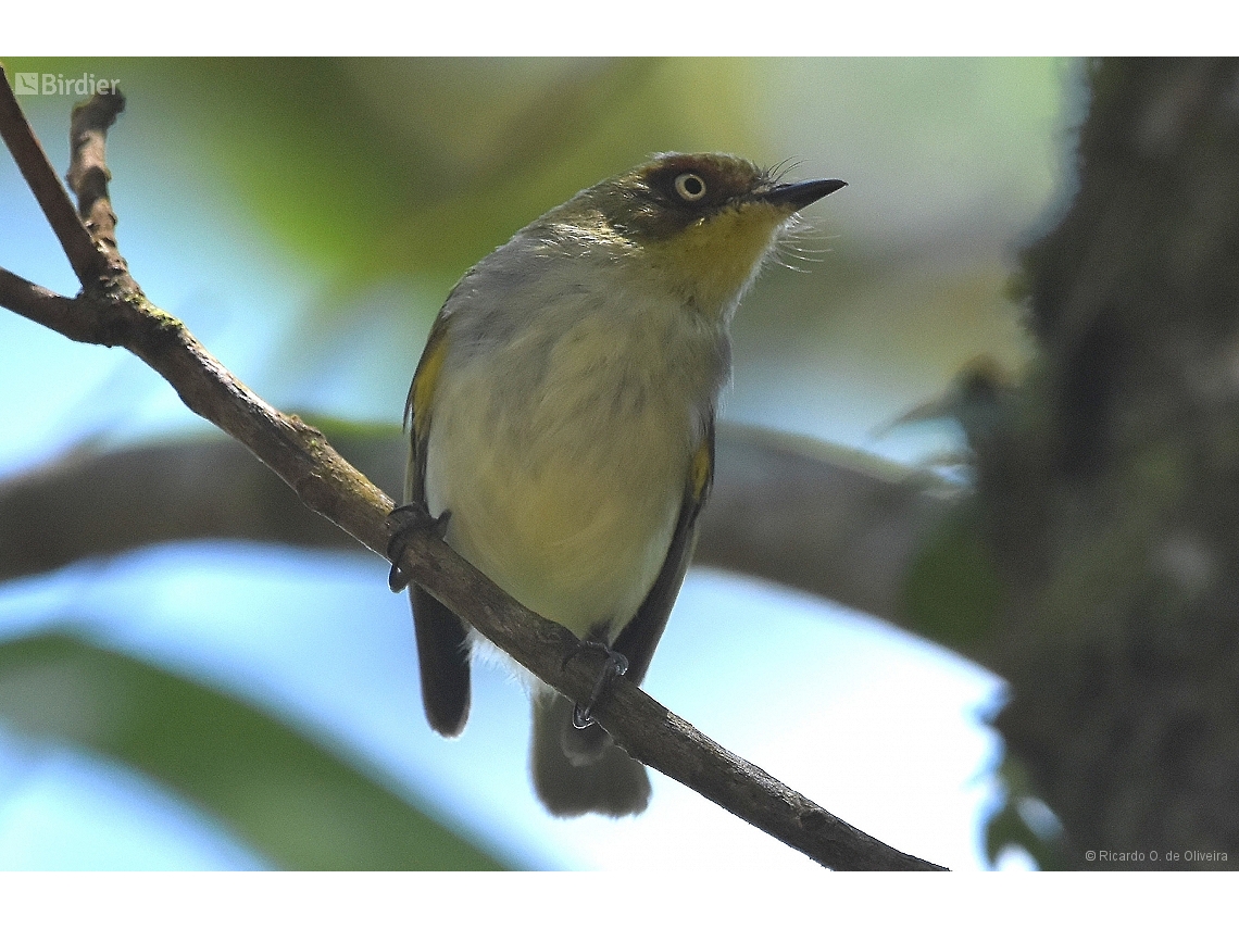 Phylloscartes sylviolus
