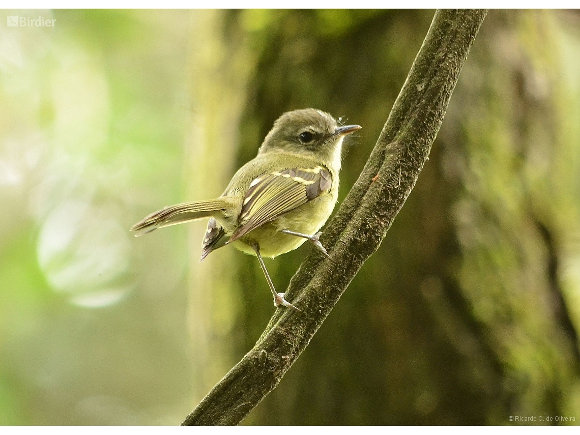 Phylloscartes ventralis