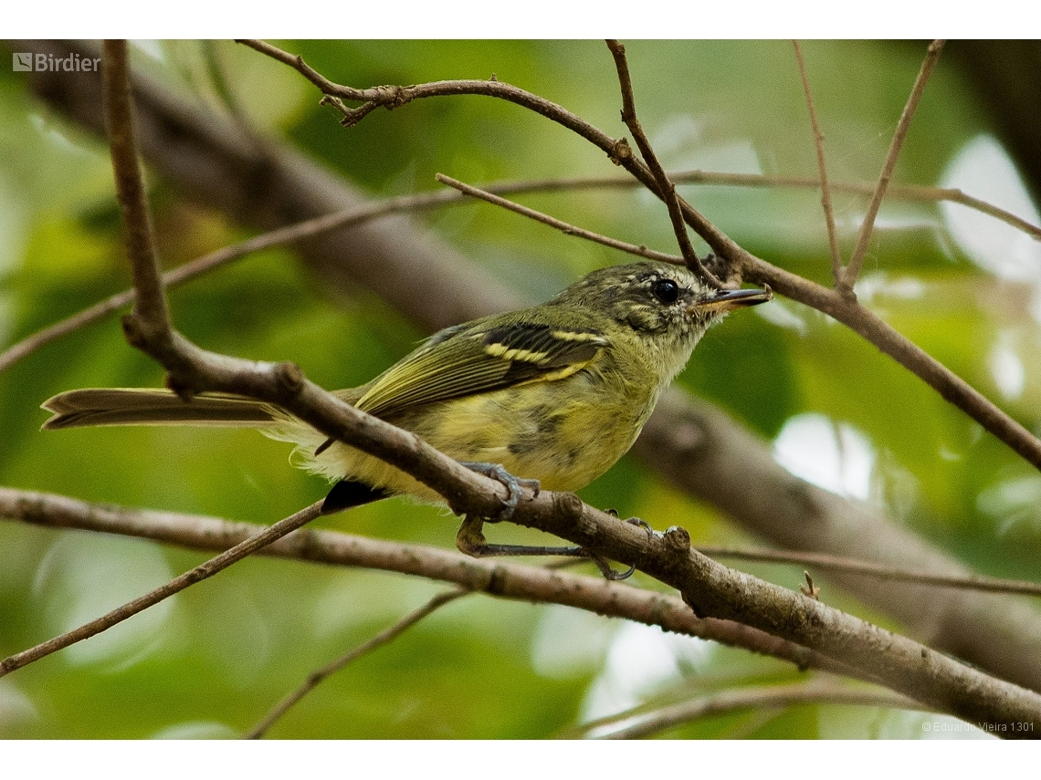 Phylloscartes ventralis