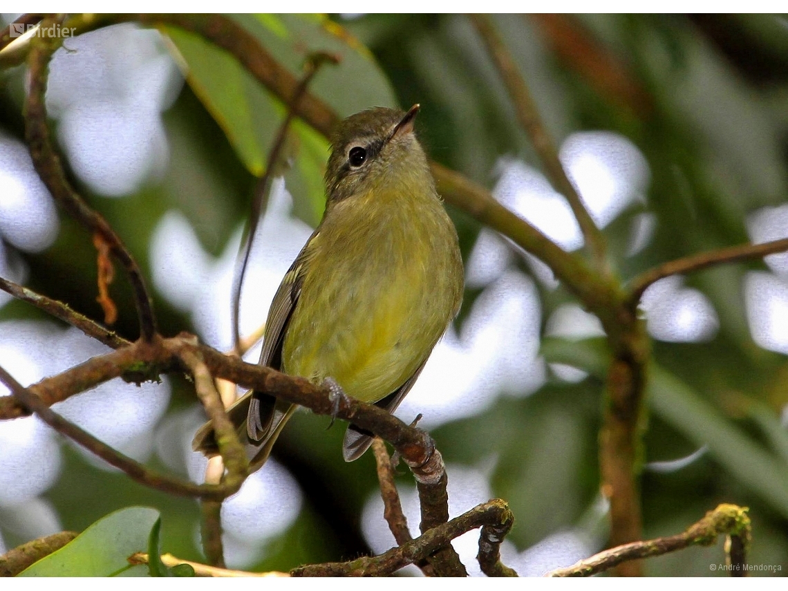 Phylloscartes ventralis