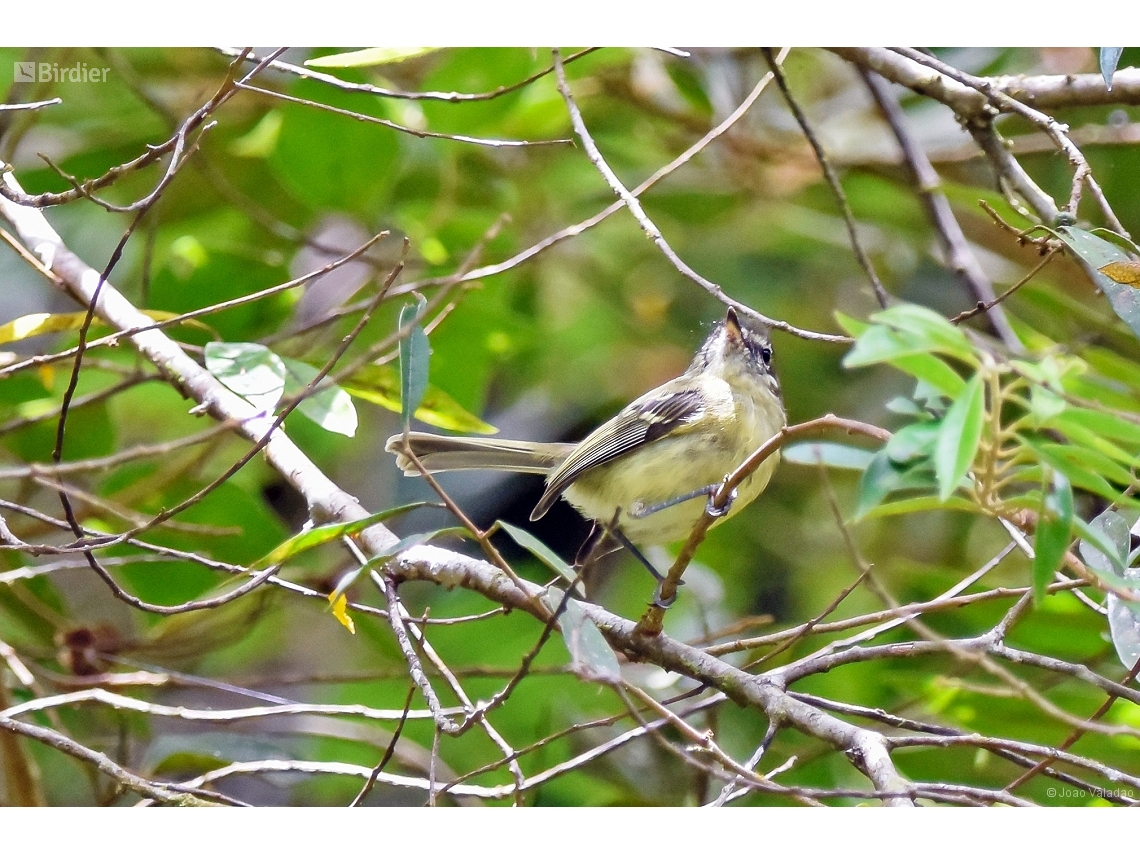 Phylloscartes ventralis