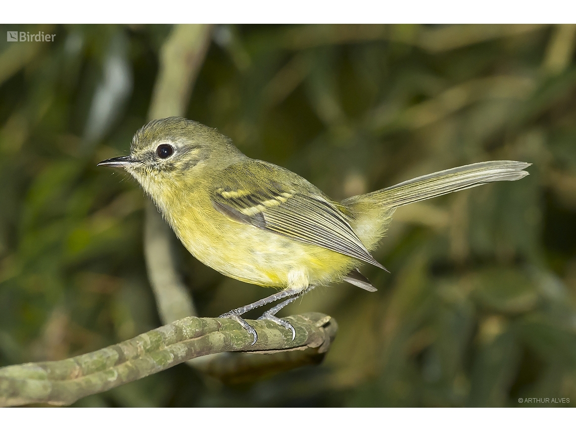 Phylloscartes ventralis