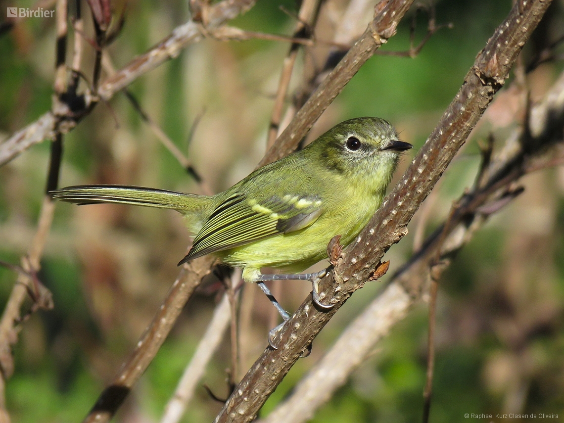 Phylloscartes ventralis