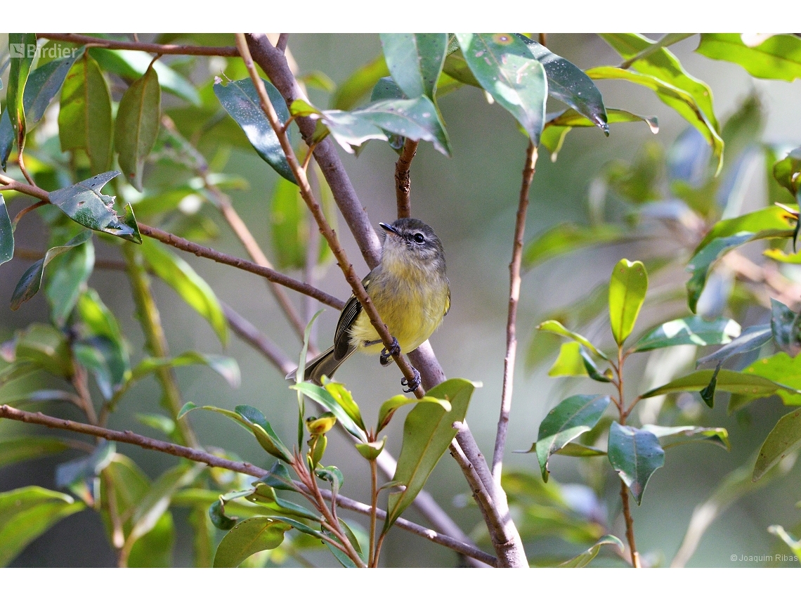 Phylloscartes ventralis