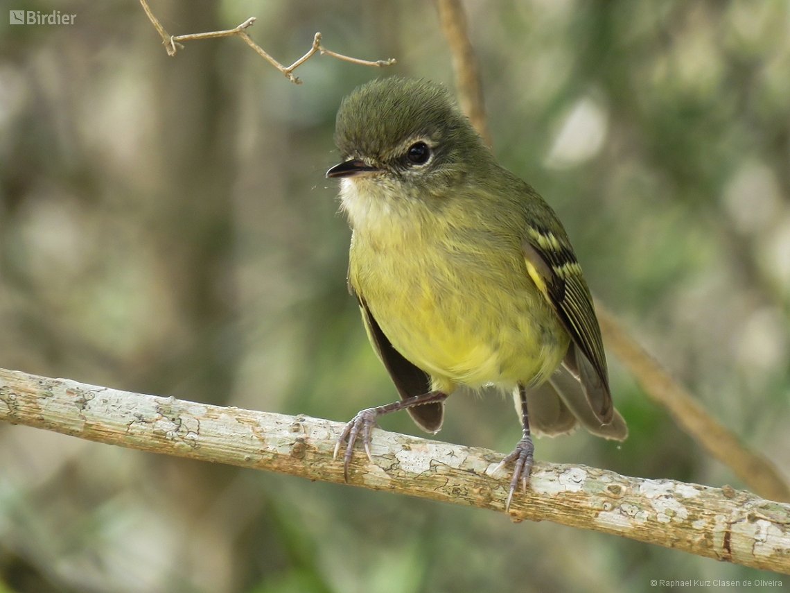 Phylloscartes ventralis