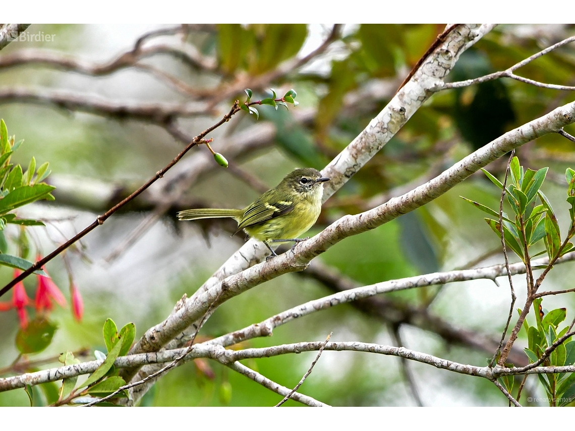 Phylloscartes ventralis