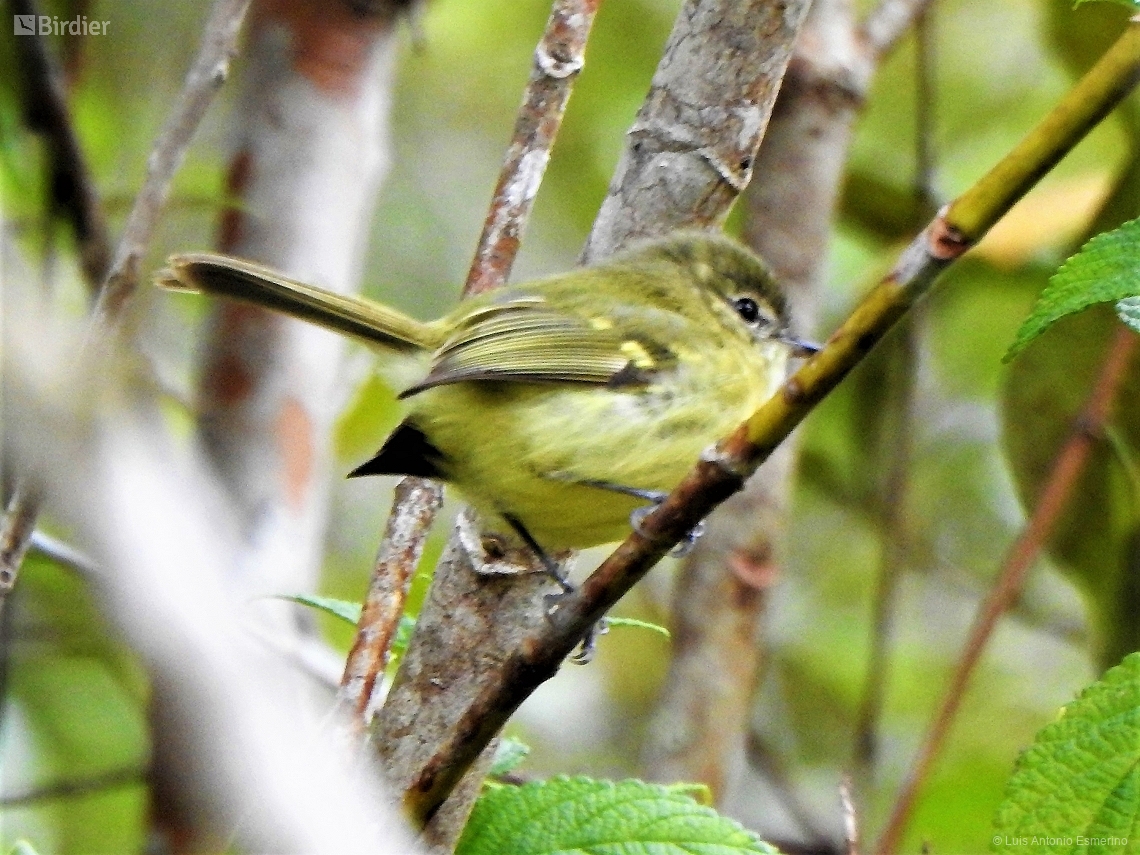 Phylloscartes ventralis