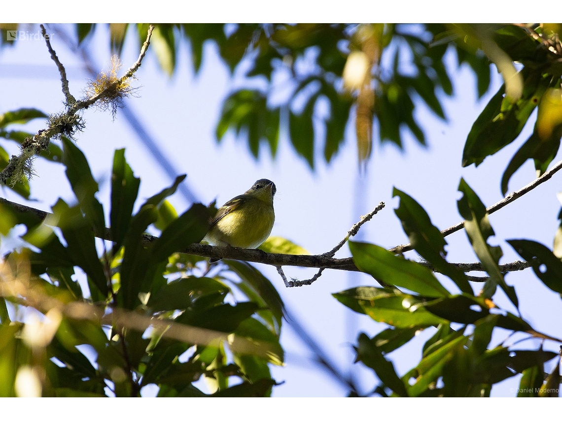 Phylloscartes ventralis