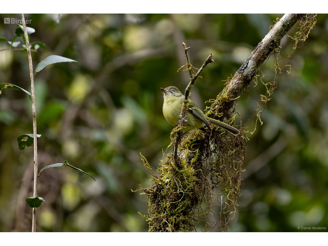 Phylloscartes ventralis