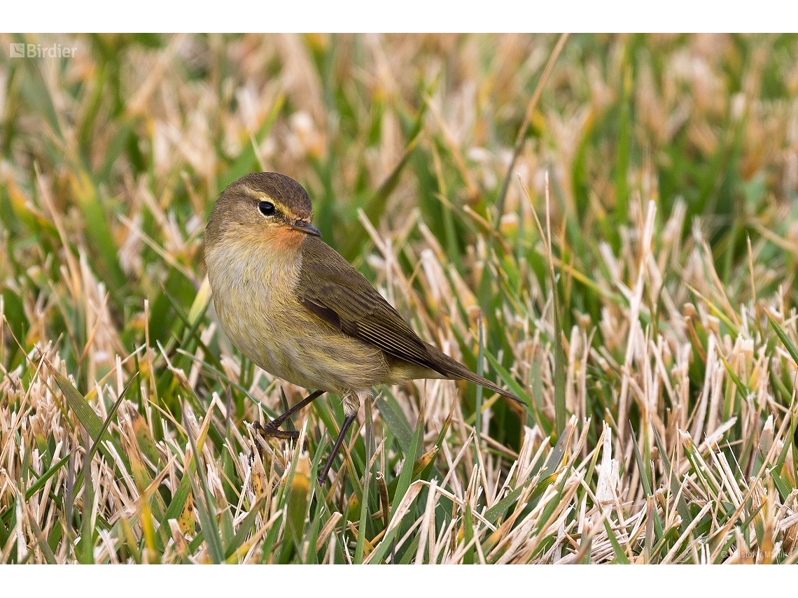 Phylloscopus collybita