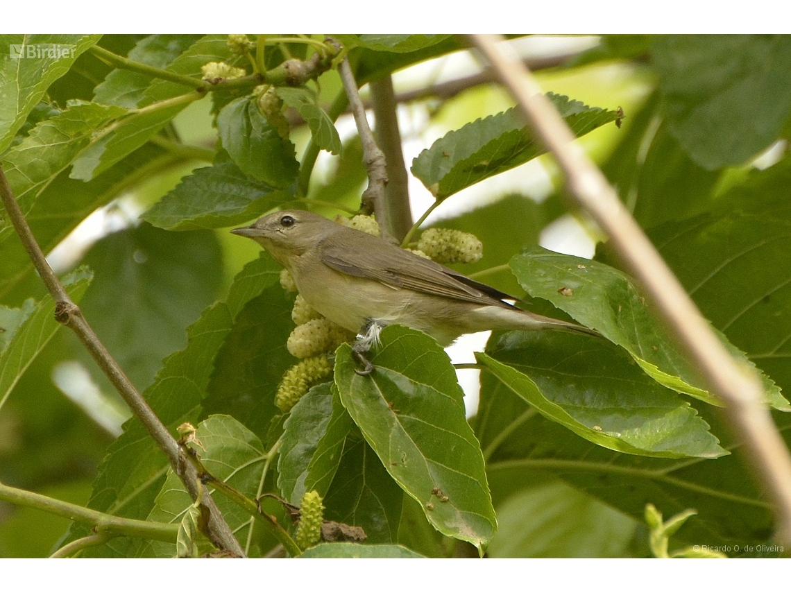 Phylloscopus collybita