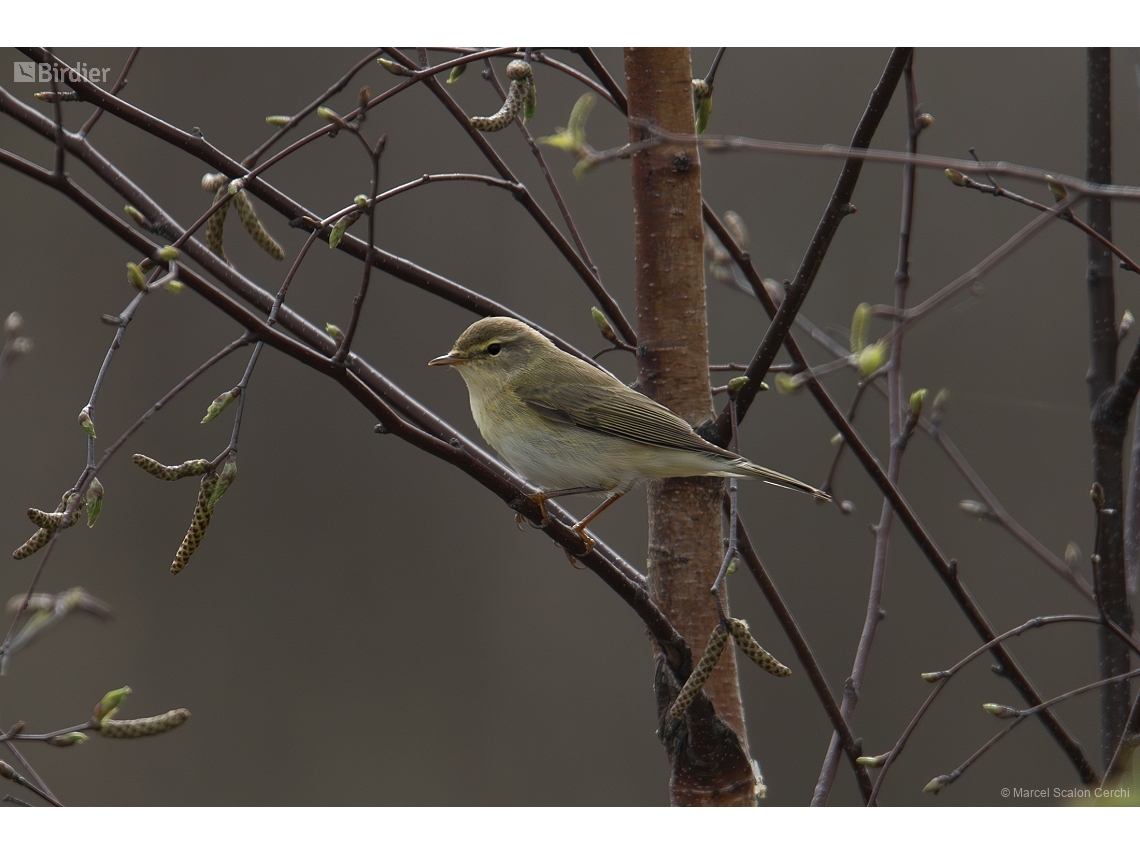 Phylloscopus collybita