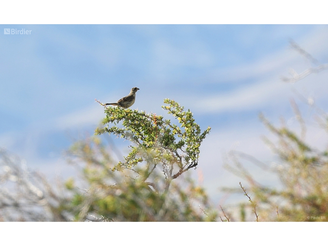 Phytotoma rara