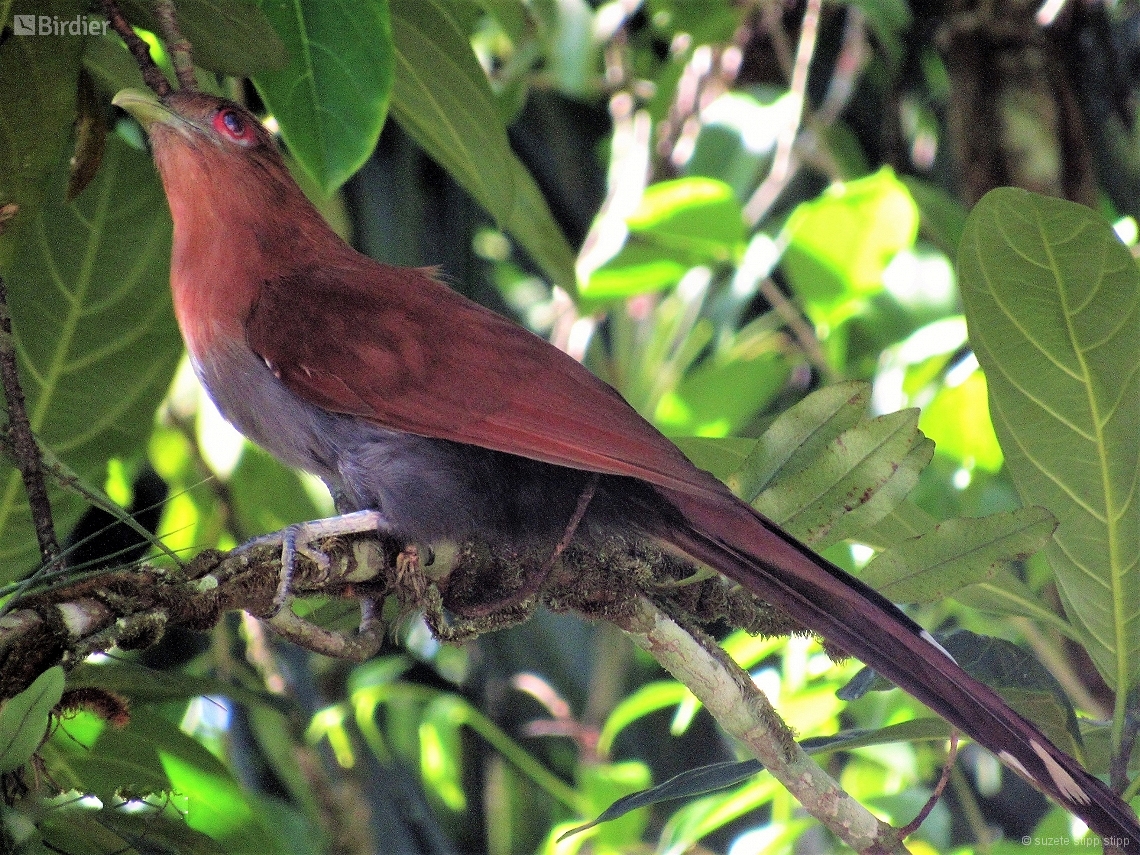 Piaya cayana