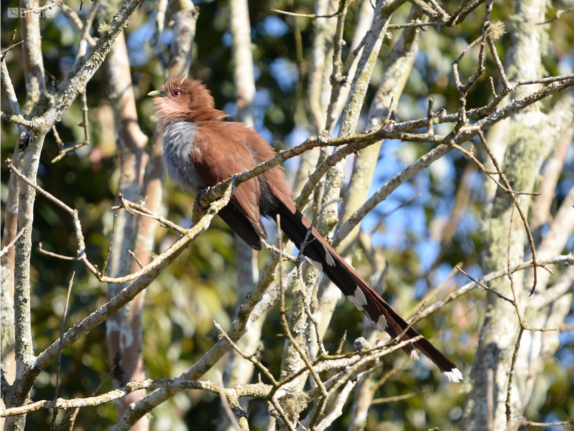 Piaya cayana